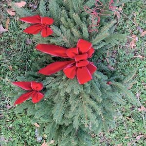 Huge Live Norway Spruce grave blanket cemetery